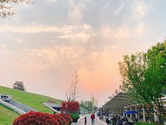 -合肥滨湖国家森林公园