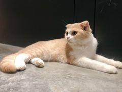 -瞄一喵猫咖(格力海岸店)