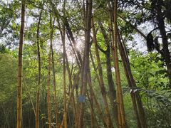 -中山市树木园