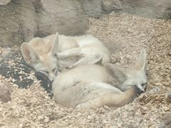 -广州长隆飞鸟乐园
