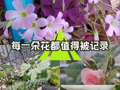 -观音桥步行街