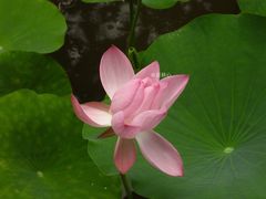 -荷塘月色湿地公园·向阳花洲