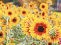 -海心沙亚运公园