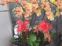 -龙大花卉苗木市场