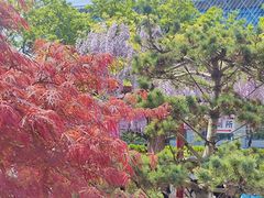 -嘉定紫藤园