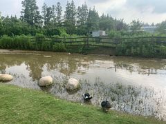 -上海长兴岛郊野公园