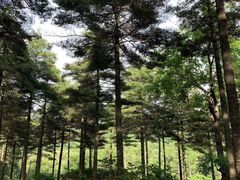 -洛阳白云山景区