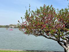 -鸡鸣赐茶(鸡鸣寺路店)