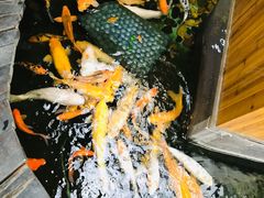 -上海大自然野生昆虫馆(东方明珠·爬宠昆虫探索中心)