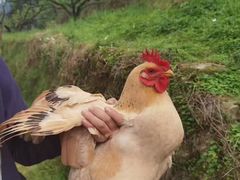 -恒信客家王(华泰店)