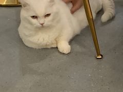 -飞行喵MR PILOT|猫舍·猫咖(静安大融城店)
