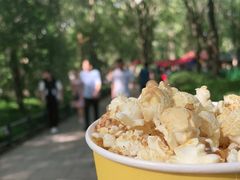 -上海共青森林公园