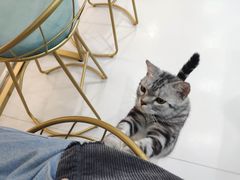-糯米喵星人·撸猫猫舍咖啡馆(西市场嘉华店)