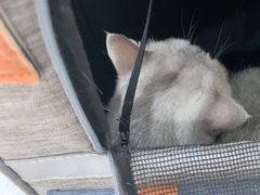 -中农国际动物医院24小时·猫科·骨科·急重症中心