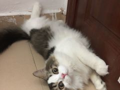 -瑞派动物医院·绝育·犬猫全科·预防医学(光景江南中店)