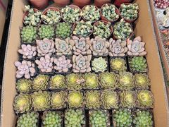 -双季花艺园艺市场(浦东店)
