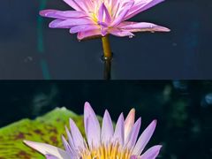 -上海辰山植物园