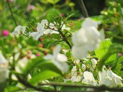 -上海植物园-4号门售票处