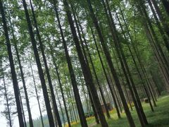 -黄海国家森林公园