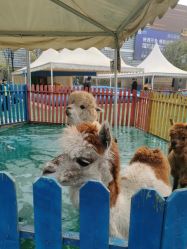 -萌宠亲子动物乐园(槐房万达店)