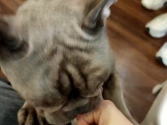 -柯斗斗主题餐厅·狗咖·围炉煮茶·茶饮(国瑞升平里店)