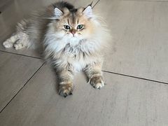 -猫大福·Fortune Cat猫舍(百子湾店)