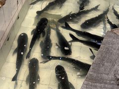 -春盛渔府(牛首山店)