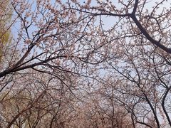 -桃花堤公园