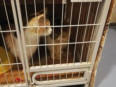 -猫色咖啡·猫咖