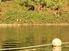 -飞来湖湿地公园