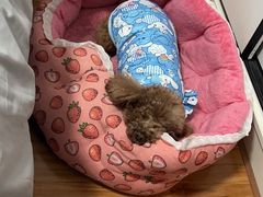 -伟伟宠物医院·CT影像中心·瑞派犬猫综合性门诊(汉口总院)