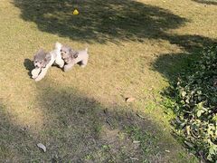 -重庆市江北嘴中央商务区中央公园