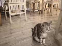 -海边的猫和咖啡馆