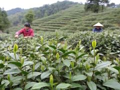 -文雅轩茶叶(锦和越界田林坊店)