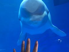 -芜湖新华联大白鲸海洋公园