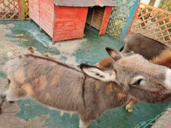 -萌宠亲子动物乐园(槐房万达店)