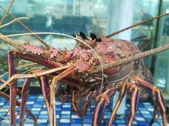 -大门水乡·顺德菜