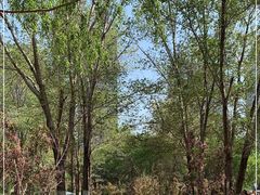 -长白岛森林公园