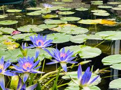 -国家植物园南园