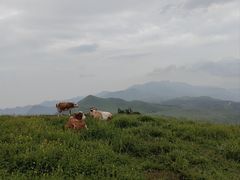 -灵山