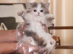 -小猫来了·猫舍(红山六九七九店)