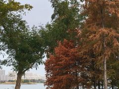-贡湖湾湿地公园