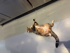 -亮子·东北特色烧烤(复悦荟店)