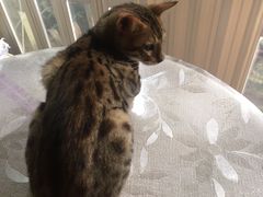 -猫色咖啡·猫咖