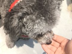 -汪说·狗咖(旺城大厦店)