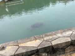 -广东惠东海龟国家级自然保护区