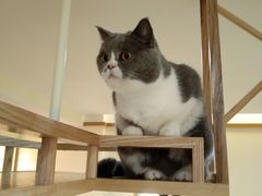 -滚猫咖啡·猫咖·猫友好撸猫(未来城店)