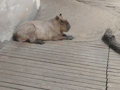 -石家庄市动物园