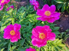 -长春公园(普阳街道)