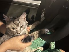 -派特宠物医院(圆融广场店)